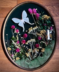Image 3 of Vintage Luna Moth Botanical Frame