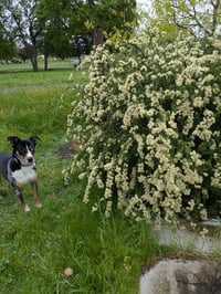 Image 4 of Buckbrush: Ceanothus cuneatus