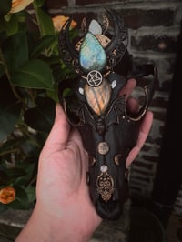 Image 10 of Spellbound adorned coyote skull 