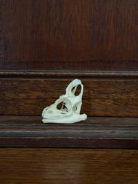 Image 1 of small panther chameleon (MBD)