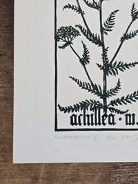 Image 4 of Venus Achillea • Planherbarium linocut paper print