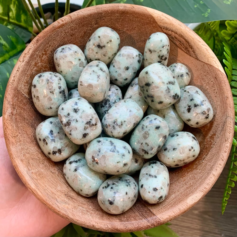Kiwi Jasper Tumble