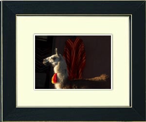 Image of framed print of original photograph - peruvian llama