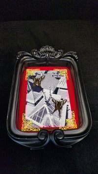 Image 3 of Entomology frames