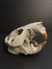Image 5 of Beaver Skull