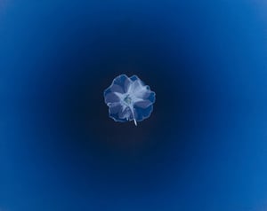 Image of Alexander Hamilton's Blue Flora Celtica Rose 1-7