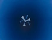 Image of Alexander Hamilton's Blue Flora Celtica Iris 1-12