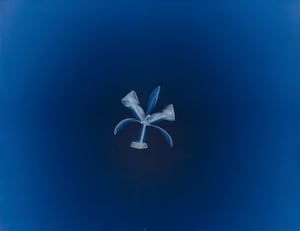 Image of Alexander Hamilton's Blue Flora Celtica Iris 1-12