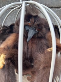 Image 2 of Mink Experiment (GONE WRONG)