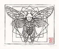 “Consider the Cicada”