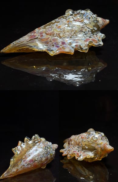 Image of Large Shell 6