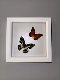 Image 2 of Lime Butterfly & Red Lacewing