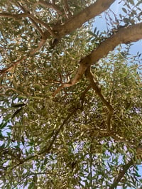 Image 5 of Recycled Silver Olive Leaves Necklace – Brass & Copper Veins | Olivo Collection