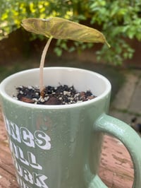 Image 5 of Pink Princess Alocasia in "Things Will Work Out" Mug 