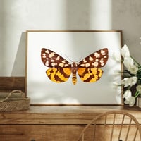 Image 2 of Arctia virginalis Moth LIMITED EDITION PRINT