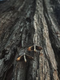 Image 1 of Fae Drops