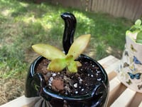 Image 4 of Coppertone Stonecrop in Black Cat Mug