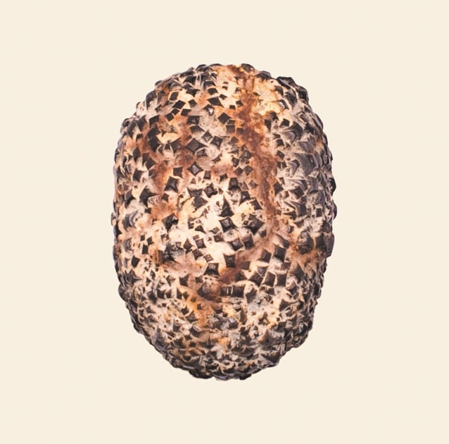 Image of L'ocelle mare - 'Serpentement' (CD)