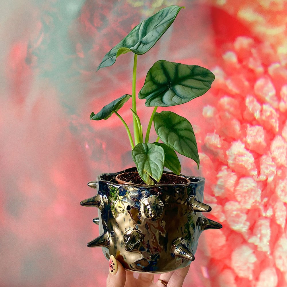 Image of Quazar Plant Pot #2