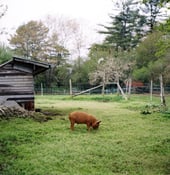 Image of GULL PIG