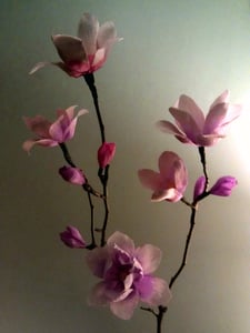 Image of Magnolias