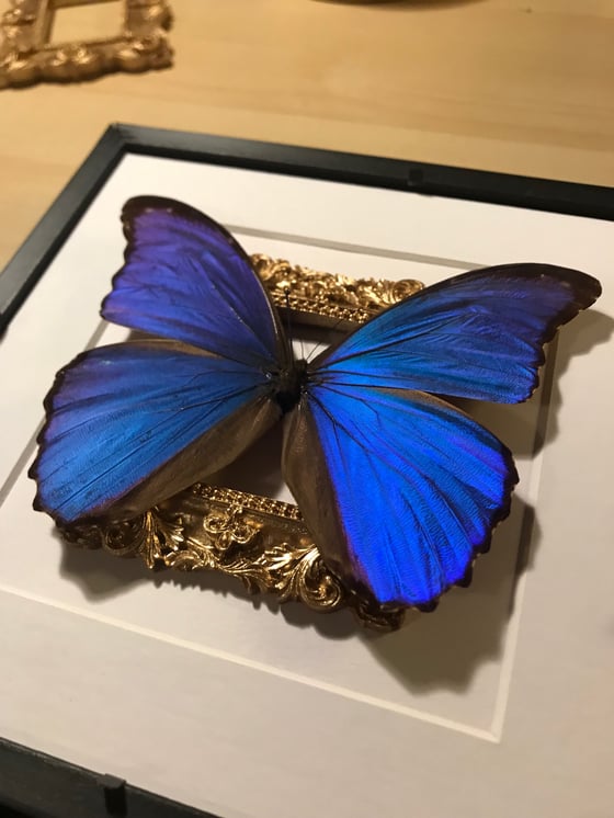 Image of Ornate Victoriana Framed Blue Morpho Butterfly 🦋 