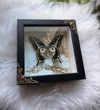 Image 5 of Gilded Swallowtail 