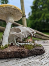 Image 1 of ALACRITY - Raccoon Skull Diorama *Faux Skull*