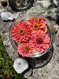 CONSULTA TERAPIA FLORAL