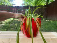 Image 2 of Spider Plant In Large Red Apple