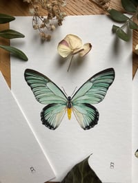 Image 3 of Whispers of the Wild (Bundle of 3)