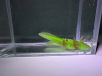 Image 3 of Golden Albino Juvenile Axolotl