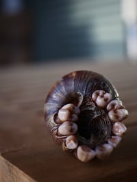 Image 20 of Dental Snull sculpture- dark walnut color, OOAK