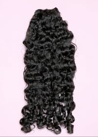 BURMESE CURLY