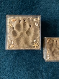 Image 3 of Sandy Paws