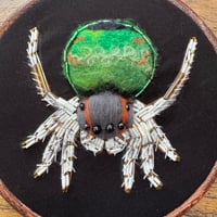 Image 3 of Peacock spider (6 inches) 