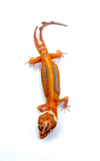 Bold Stripe High Contrast Tangerine (Tremper) H-12