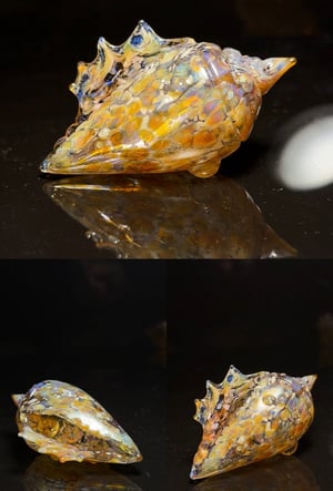 Image of Large Shell 10