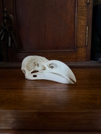 Image 3 of white necked raven skull