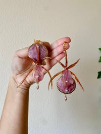 Image 1 of 💜Shell Creature💜 Spider Orchid 