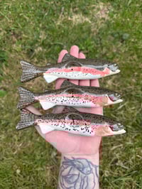 Image 1 of PRE ORDER Rainbow Trout 2.0