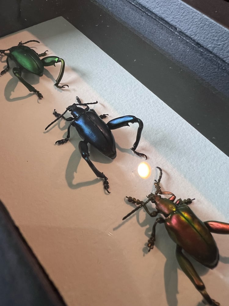 Image of Frogleg Beetles (stoplight trio)