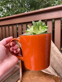 Image 3 of Echeveria in Fall Owl Mug