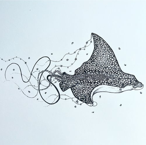 Image of Elsie the Spotted Eagle Ray