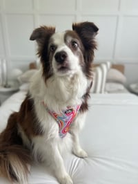 Image 3 of Retro Stripes Collection - Adjustable Pet Harness