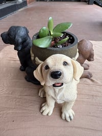 Image 1 of Jade Plant in Yellow, Chocolate, Black Lab Pot