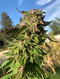 Image 4 of Lemon Cherrioz (LCO’Z X Lantz F2)