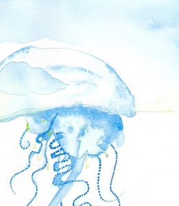 Image of ORIGINAL - Bluebottle Jellyfish Study