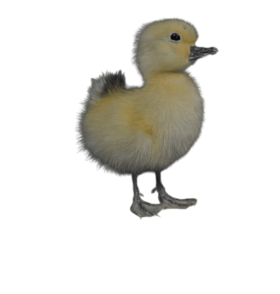 Image of Taxidermy Duckling 