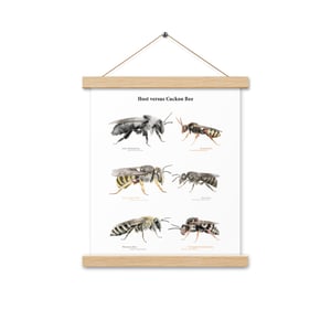 Host versus Cuckoo Bee print with hangers